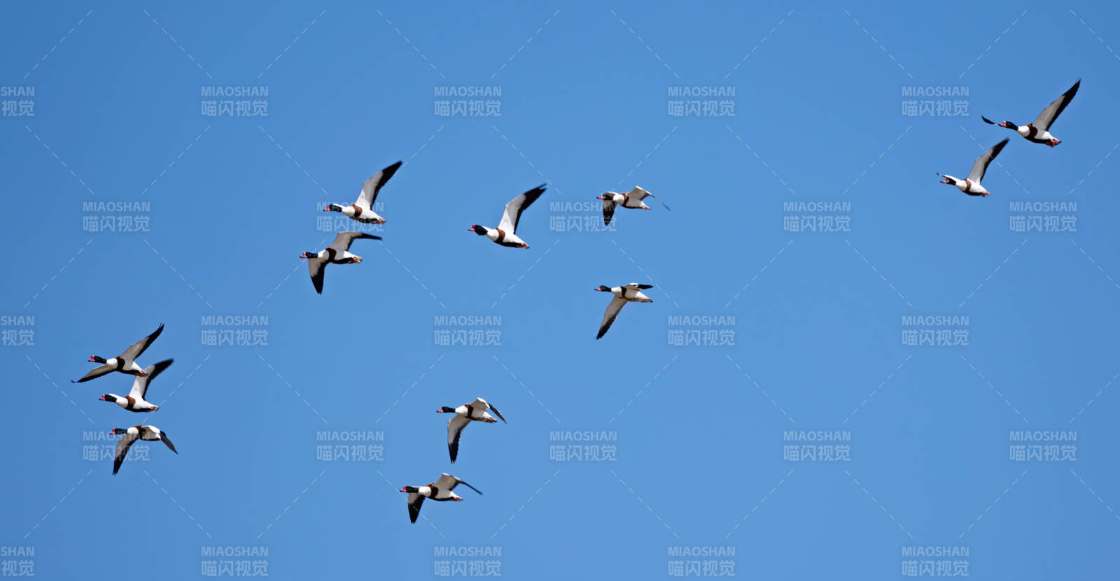 在空中飞舞的翘鼻麻鸭 鸭科麻鸭属鸟类