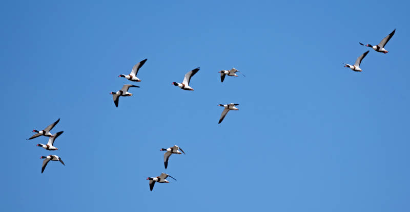 在空中飞舞的翘鼻麻鸭 鸭科麻鸭属鸟类