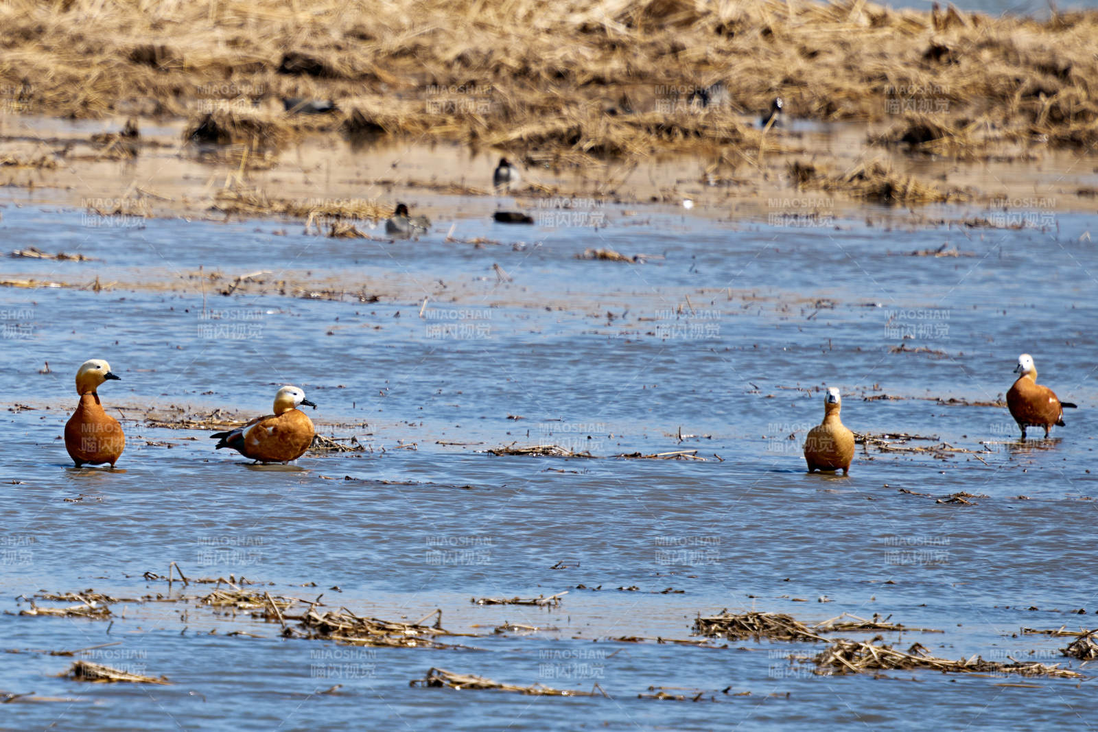 在湿地公园水面栖息的赤麻鸭