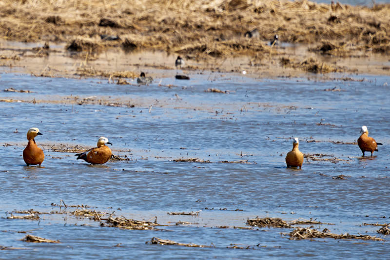 在湿地公园水面栖息的赤麻鸭