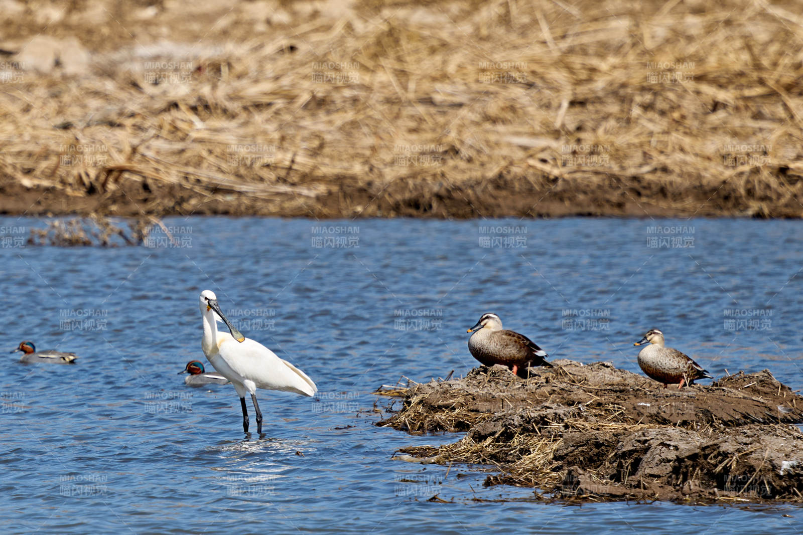 在湿地滩涂觅食的琵琶鹭和赤麻鸭