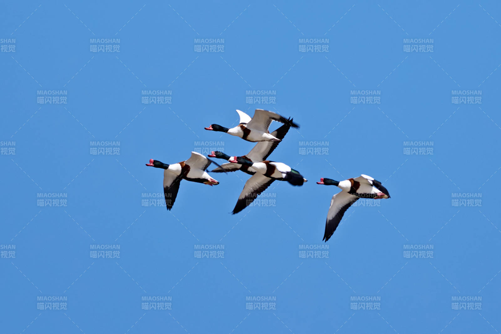 在空中飞舞的翘鼻麻鸭 鸭科麻鸭属鸟类