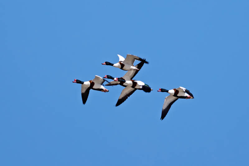 在空中飞舞的翘鼻麻鸭 鸭科麻鸭属鸟类