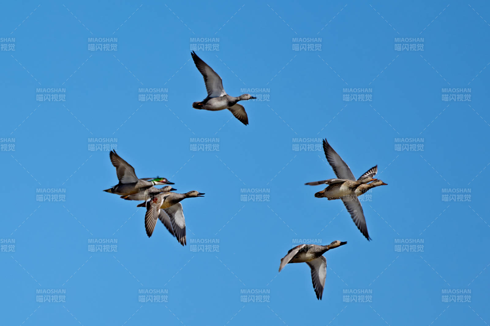 在湿地公园水面栖息的赤麻鸭绿头麻鸭