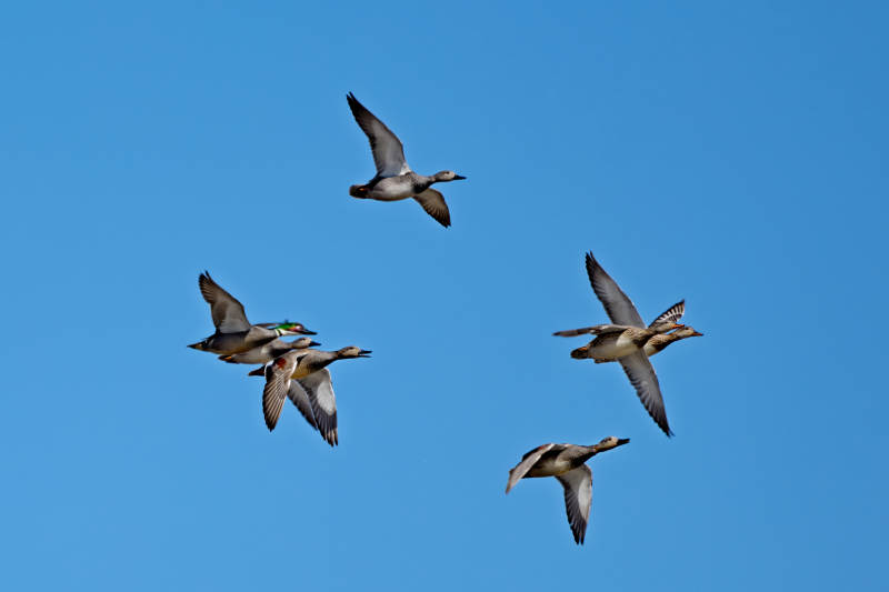 在湿地公园水面栖息的赤麻鸭绿头麻鸭