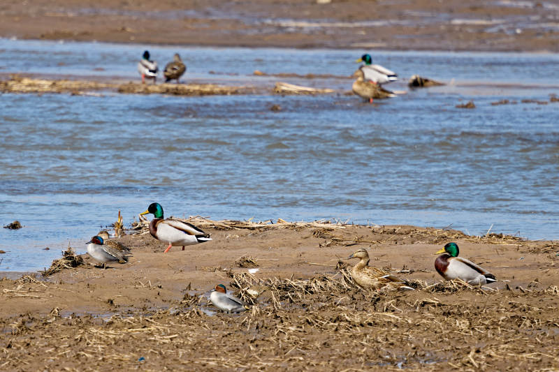 在湿地公园水面栖息的赤麻鸭绿头麻鸭