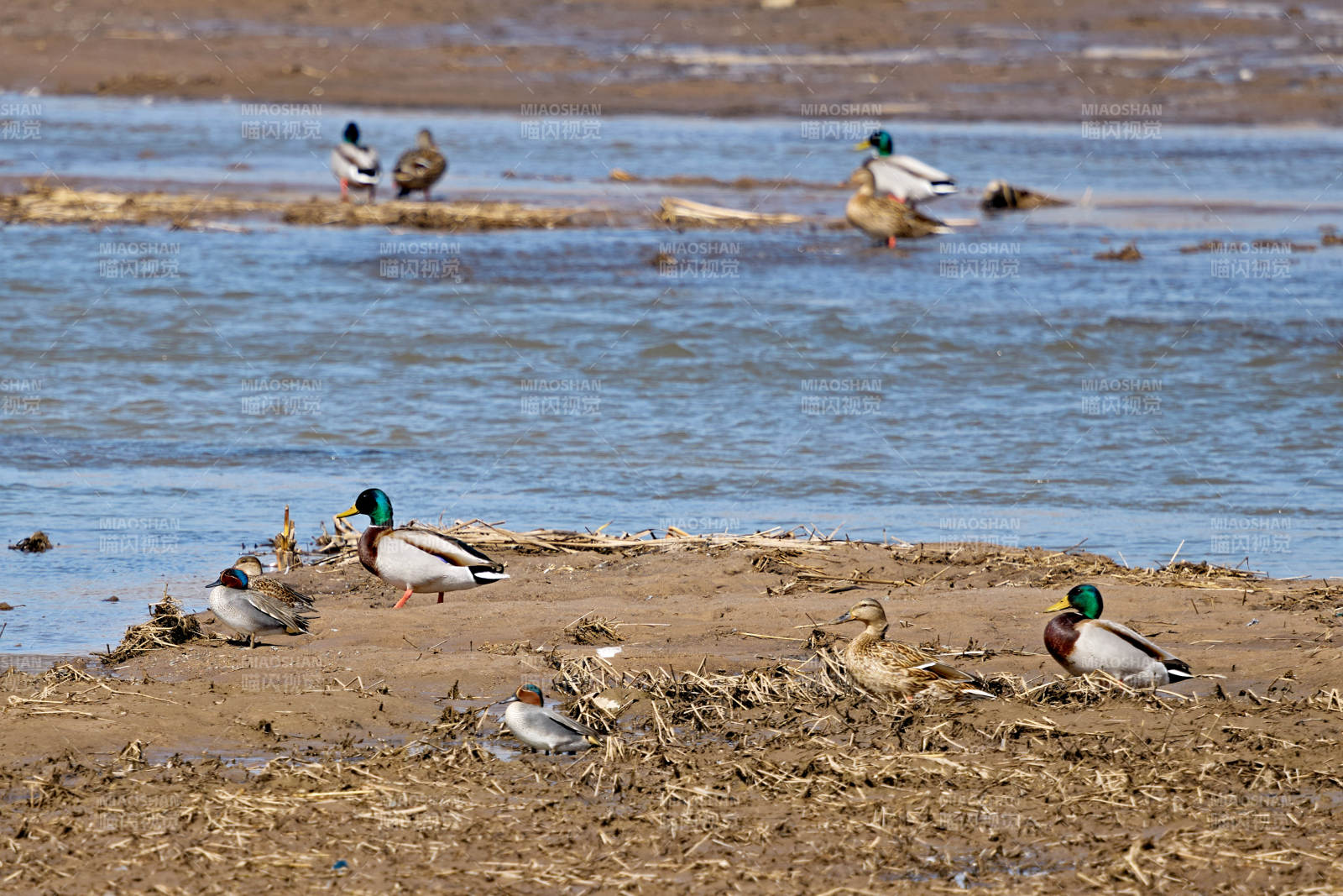 在湿地公园水面栖息的赤麻鸭绿头麻鸭