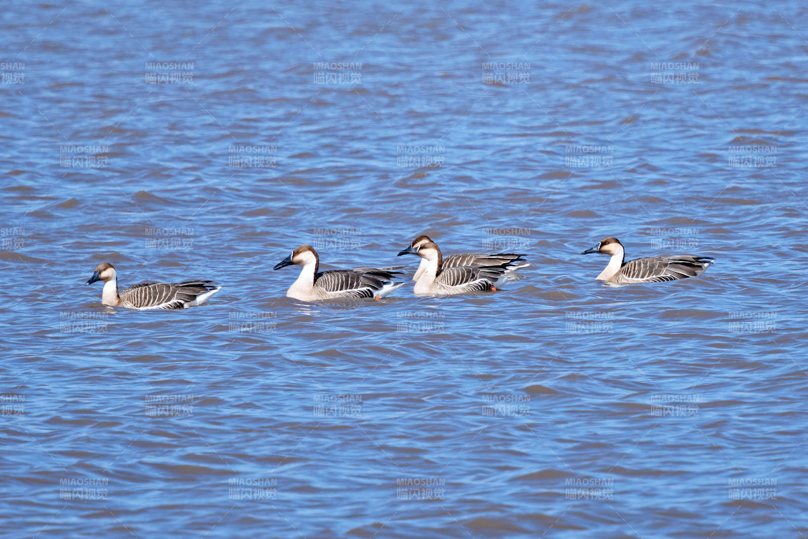 春季湖面栖息的野生天鹅