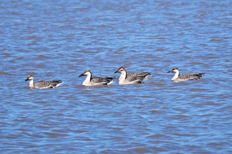 春季湖面栖息的野生天鹅