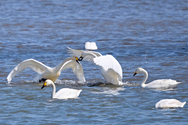 春季湖面栖息的野生天鹅
