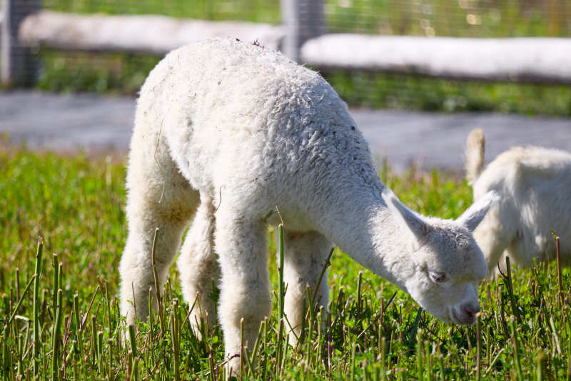 草原旅游度假区饲养的可爱羊驼