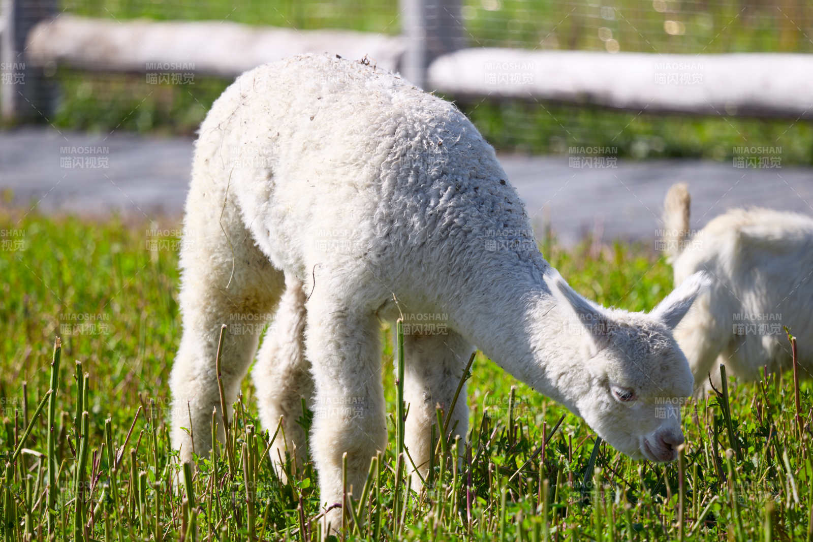 草原旅游度假区饲养的可爱羊驼
