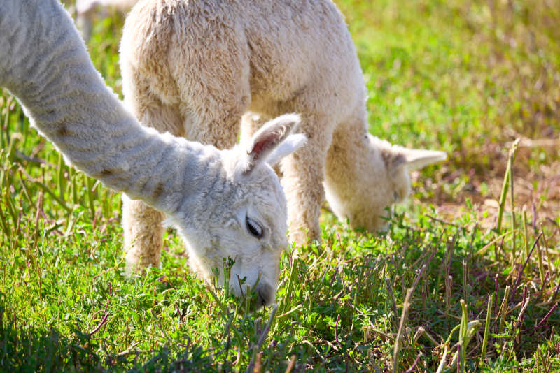 草原旅游度假区饲养的可爱羊驼