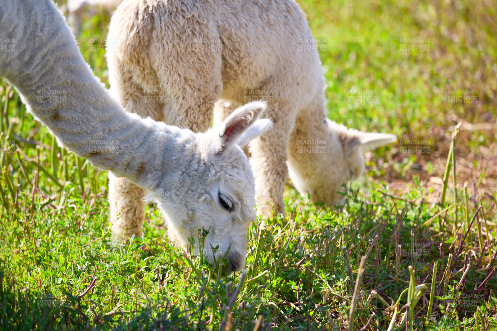 草原旅游度假区饲养的可爱羊驼