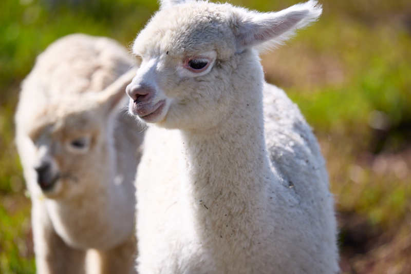 草原旅游度假区饲养的可爱羊驼
