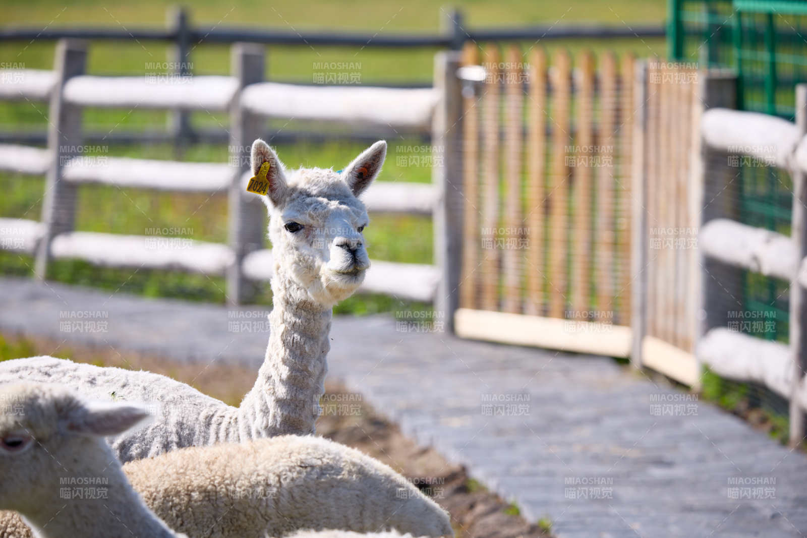 草原旅游度假区饲养的可爱羊驼