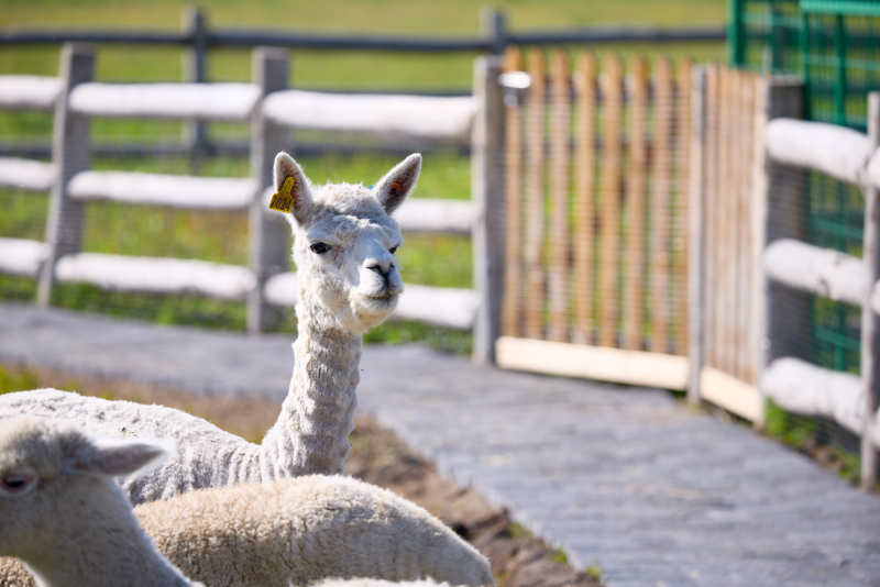 草原旅游度假区饲养的可爱羊驼