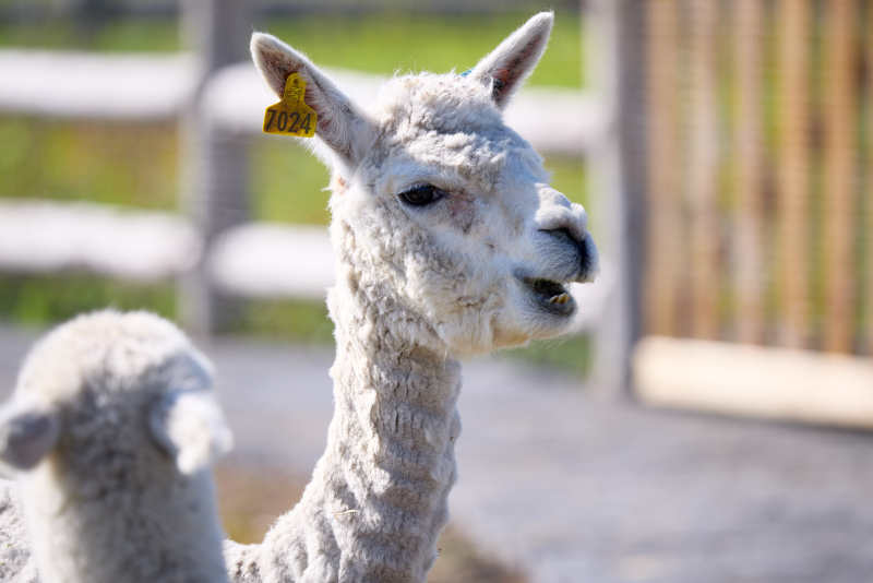 草原旅游度假区饲养的可爱羊驼