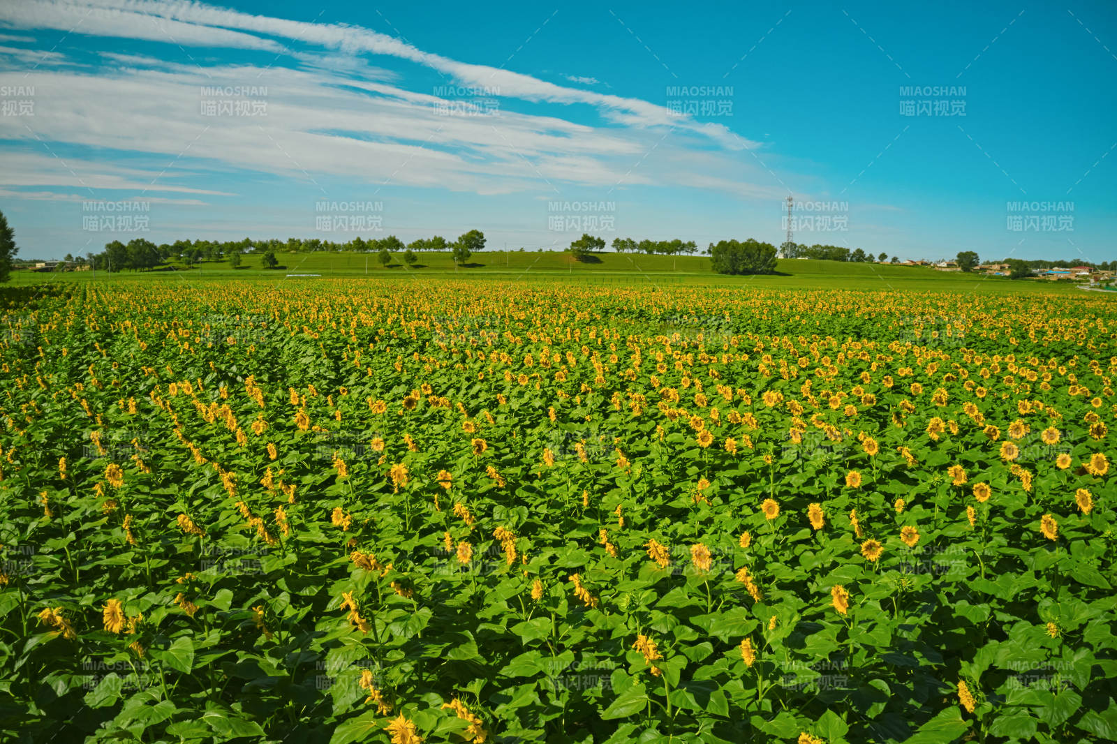 夏季户外绚丽缤纷的向日葵花田