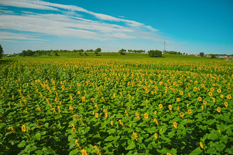 夏季户外绚丽缤纷的向日葵花田