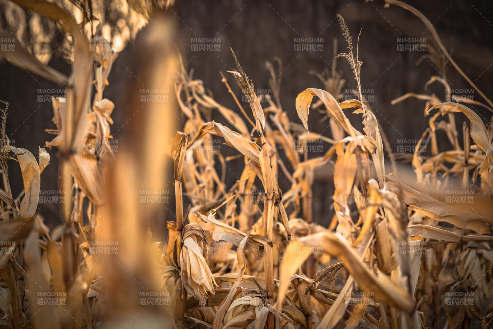 河北省张家口崇礼县深秋户外景色