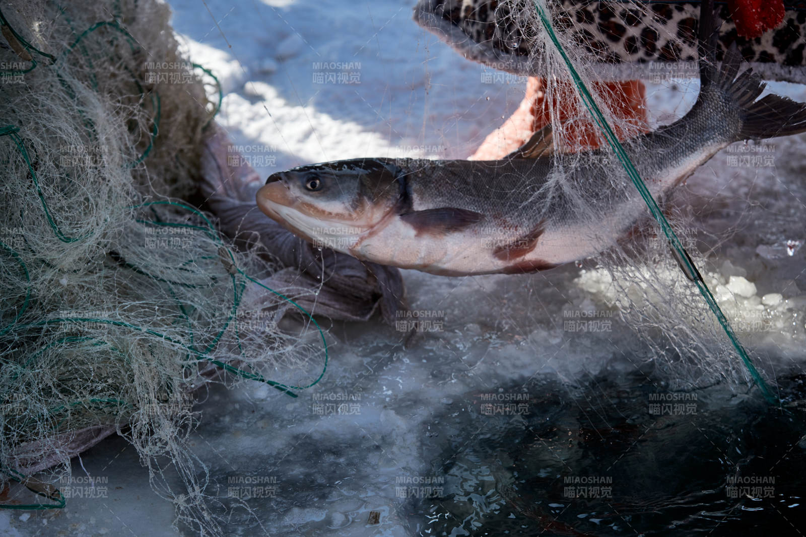 寒冷的冬季在冰凍的湖面上鑿冰捕魚(yú)