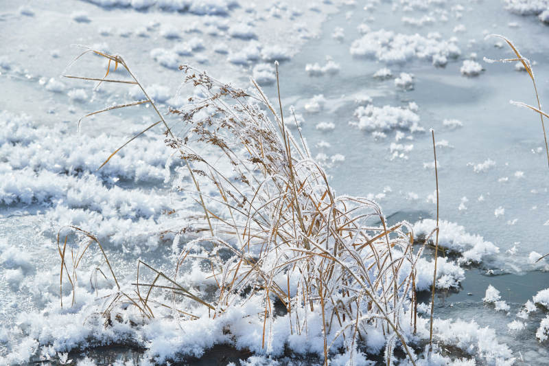 冬天野外溪水冻结冰层上的冰凌花冰松结晶