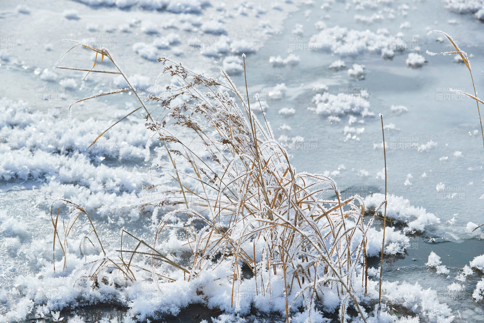 冬天野外溪水冻结冰层上的冰凌花冰松结晶