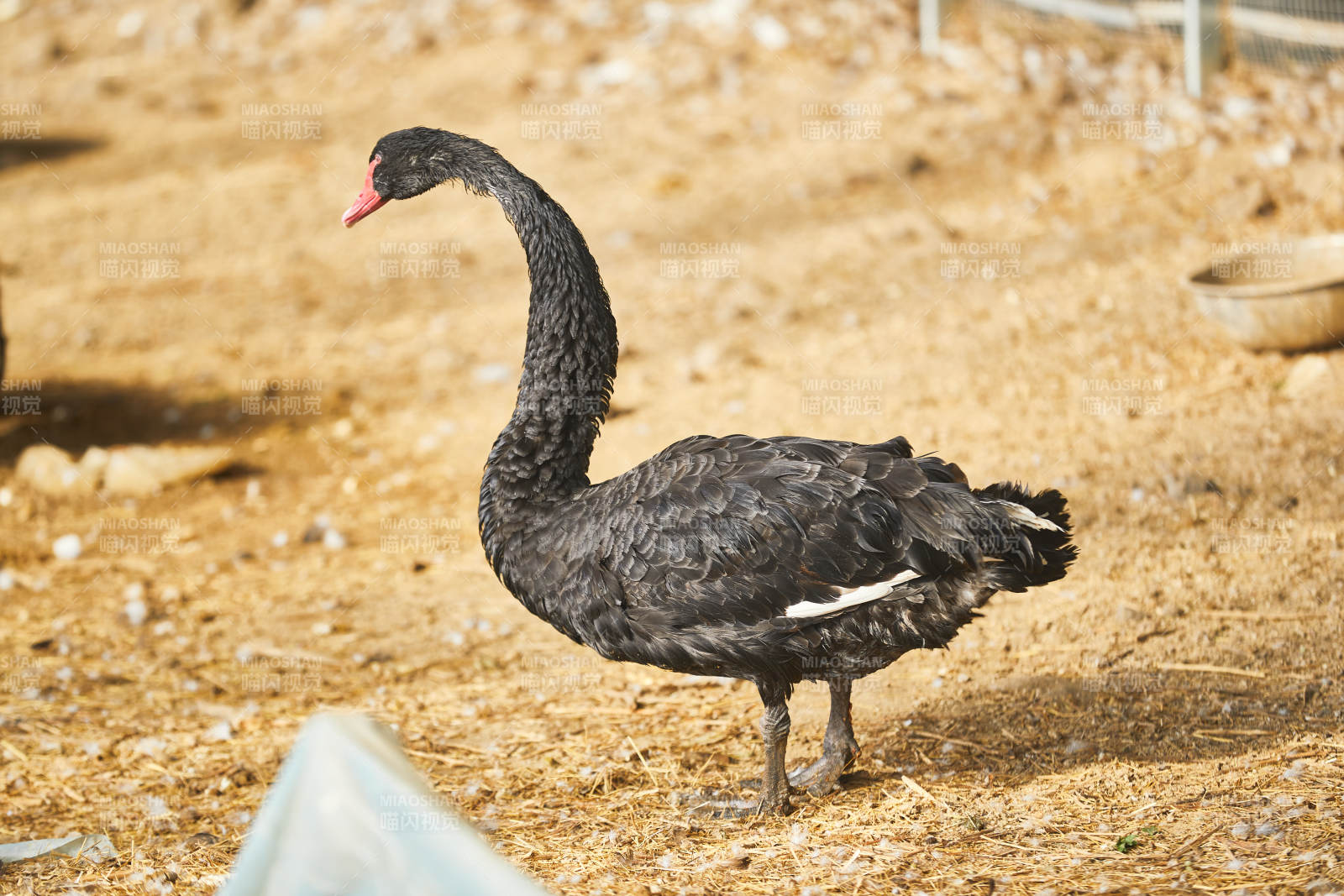 冬季在大棚内人工饲养的黑天鹅