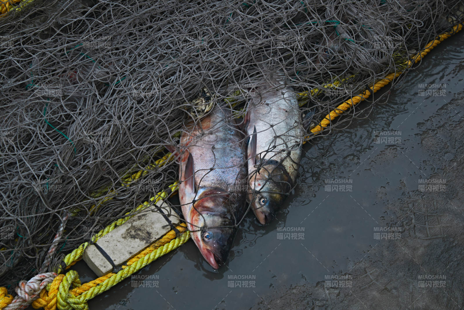 中国河北张家口沽源县库伦淖湖冰上捕鱼