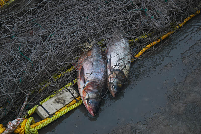 中国河北张家口沽源县库伦淖湖冰上捕鱼