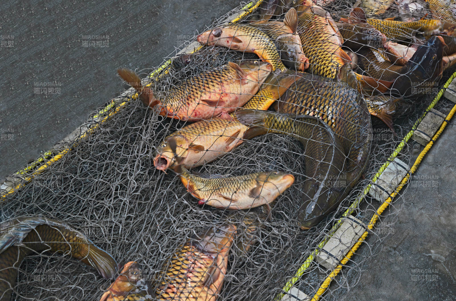 中国河北张家口沽源县库伦淖湖冰上捕鱼