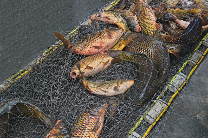 中国河北张家口沽源县库伦淖湖冰上捕鱼