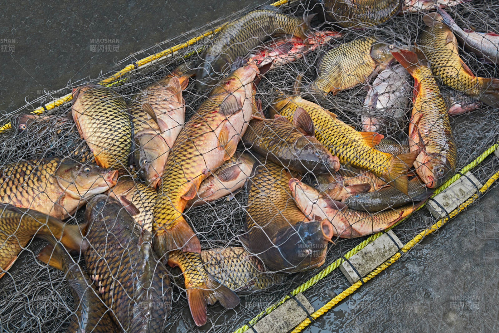 中国河北张家口沽源县库伦淖湖冰上捕鱼