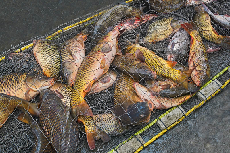 中国河北张家口沽源县库伦淖湖冰上捕鱼