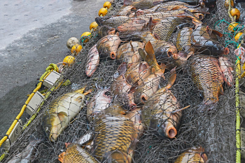 中国河北张家口沽源县库伦淖湖冰上捕鱼