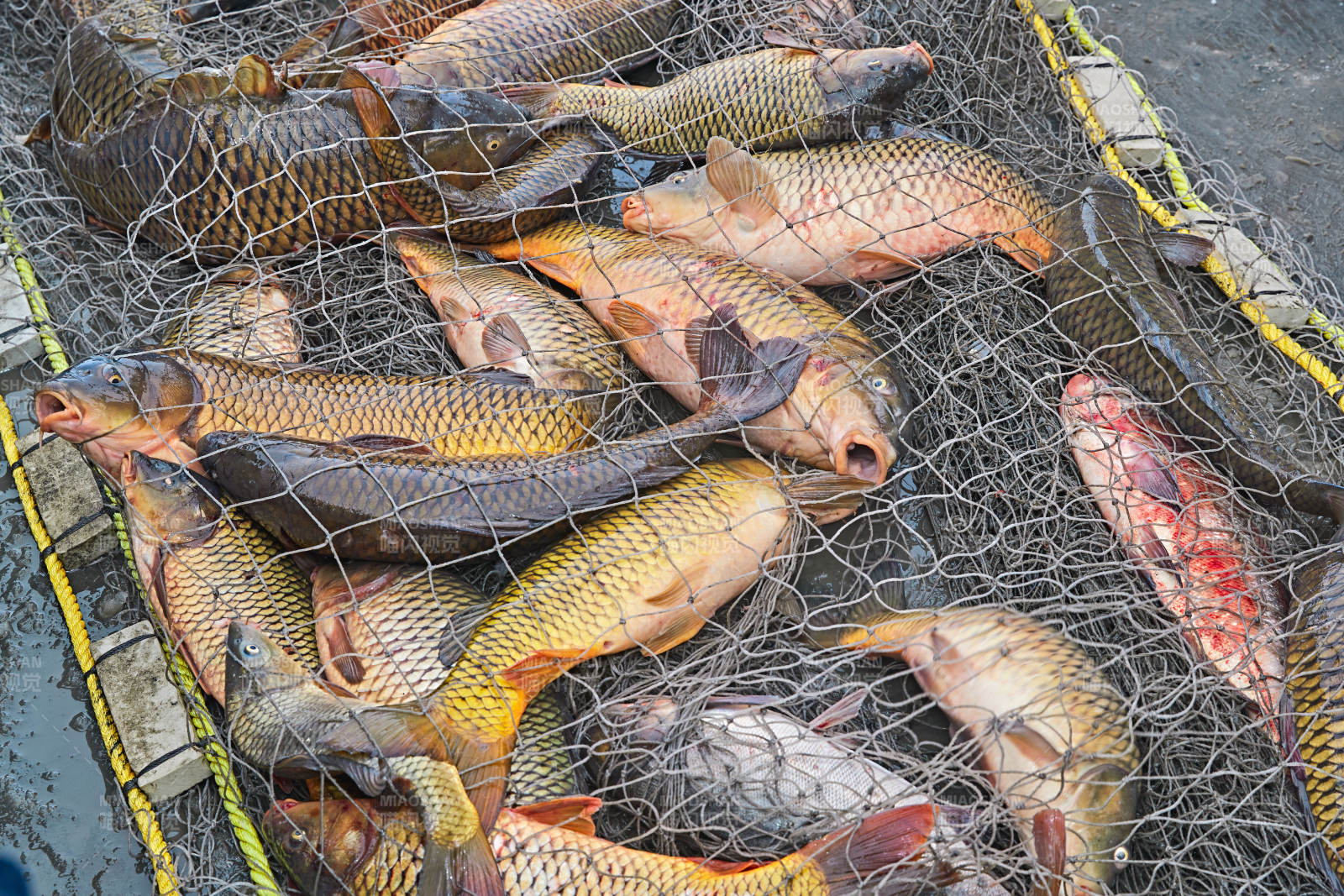 中国河北张家口沽源县库伦淖湖冰上捕鱼