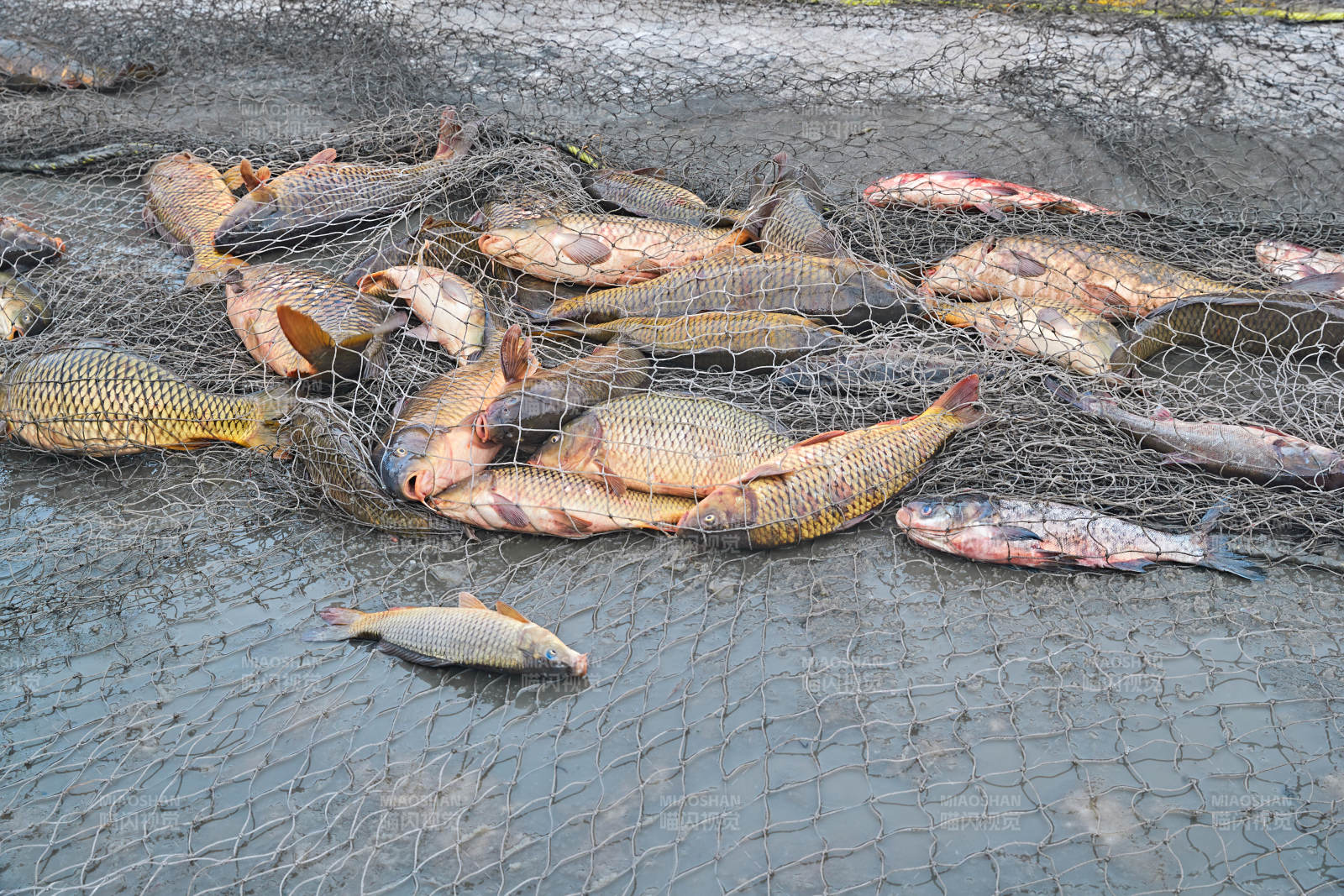 中国河北张家口沽源县库伦淖湖冰上捕鱼