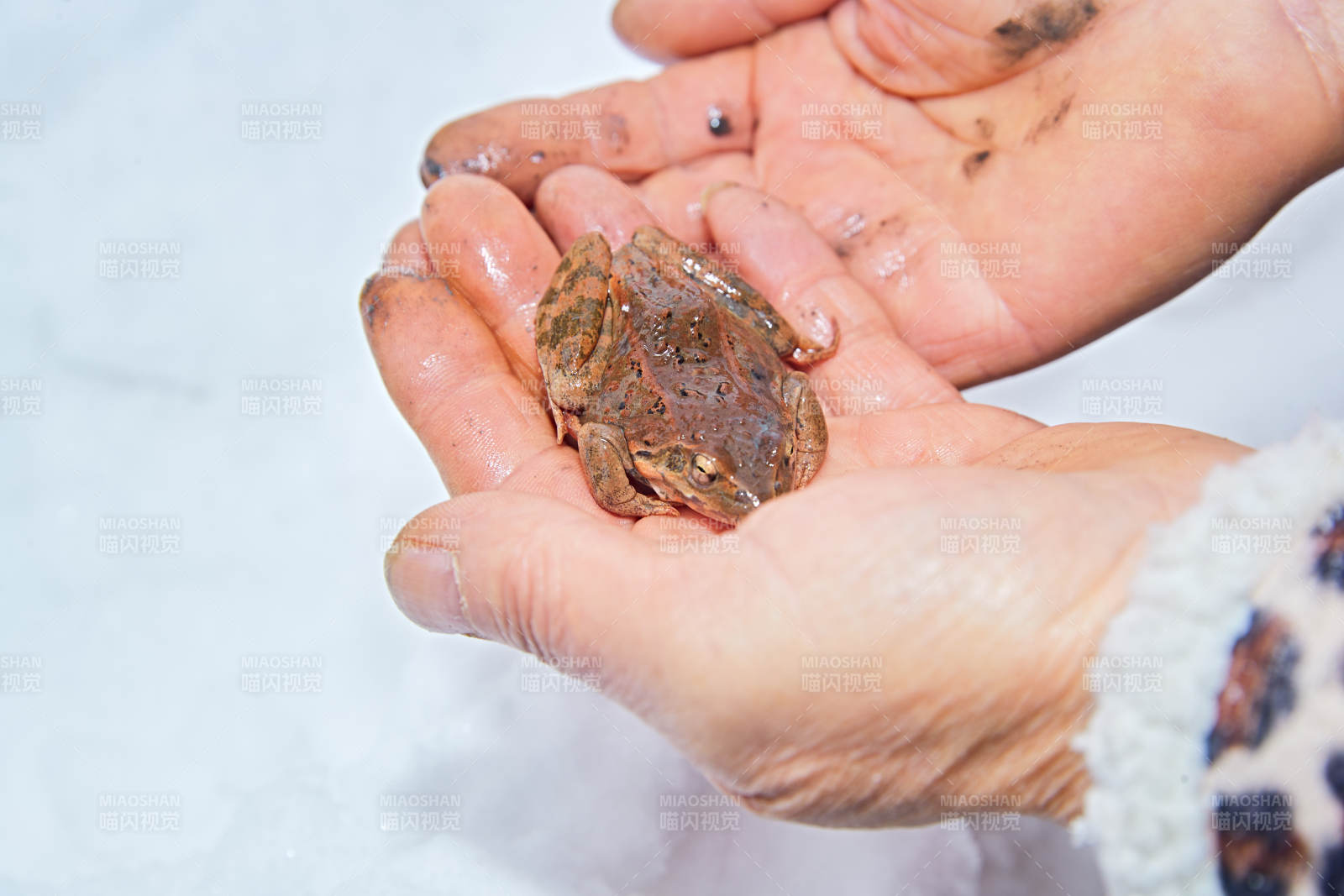 冬季雪地溪水边在人类手掌中的雪蛤林蛙