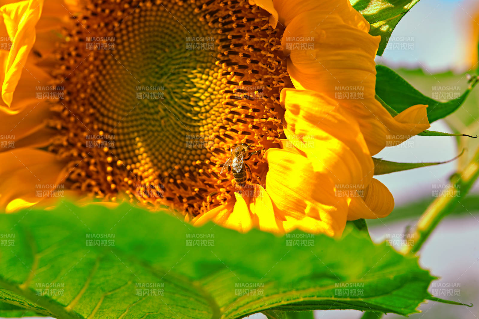 蓝天白云下的向日葵太阳花