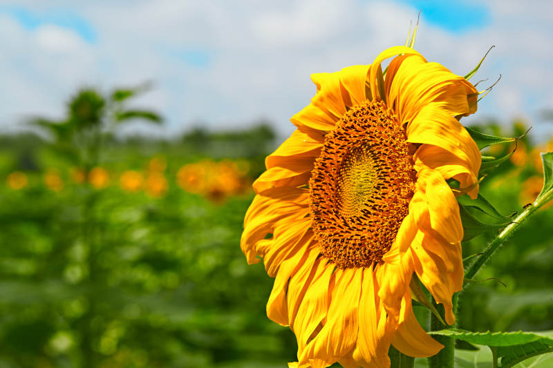 蓝天白云下的向日葵太阳花