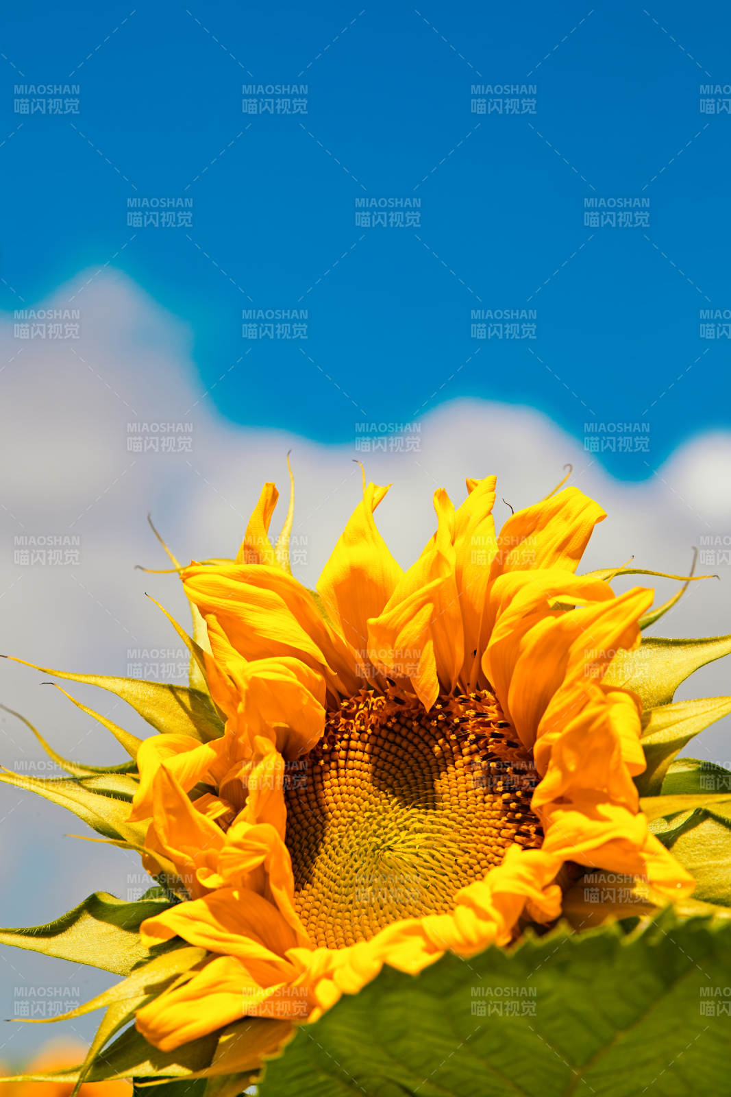 蓝天白云下的向日葵太阳花