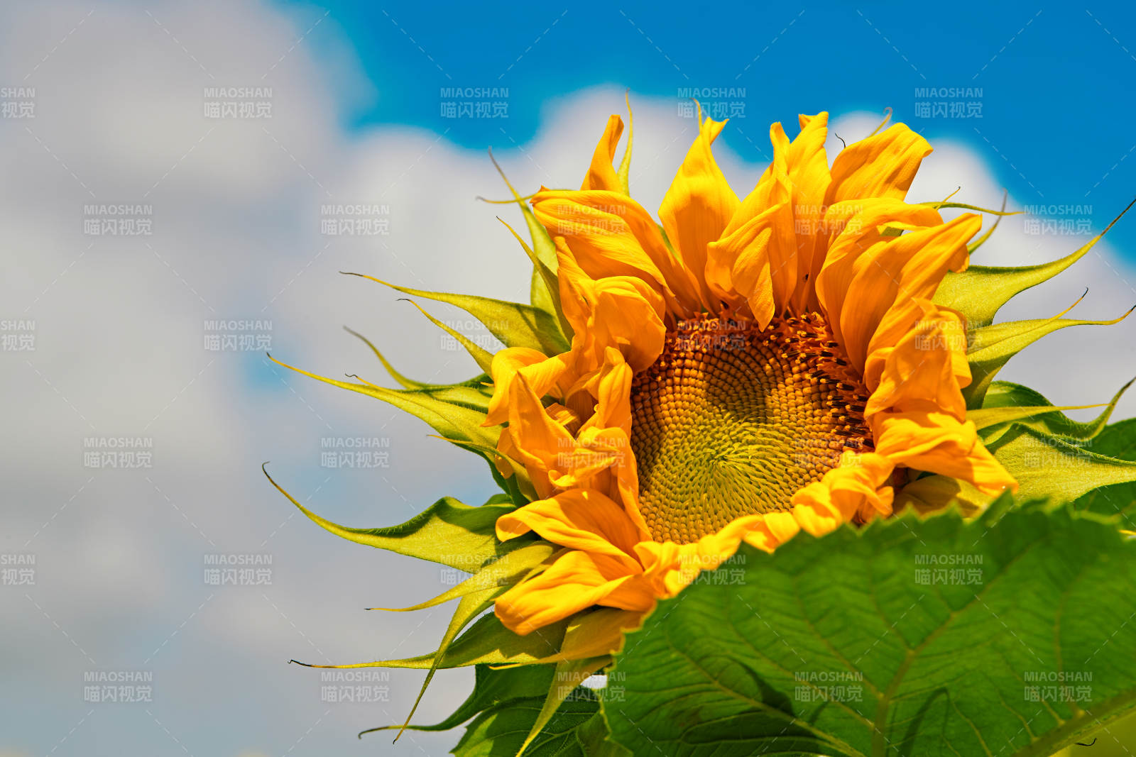 蓝天白云下的向日葵太阳花