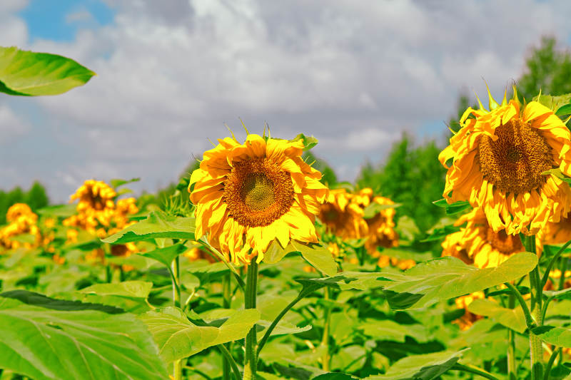 夏季户外绚丽缤纷的向日葵花田