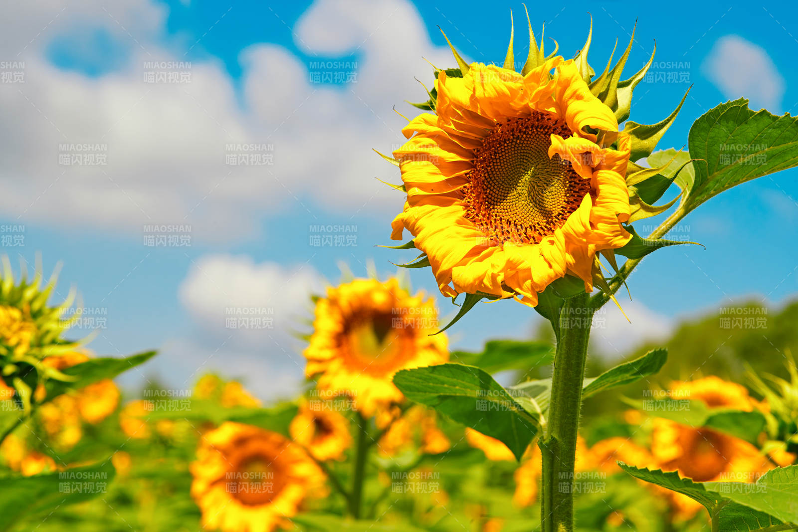 蓝天白云下的向日葵太阳花