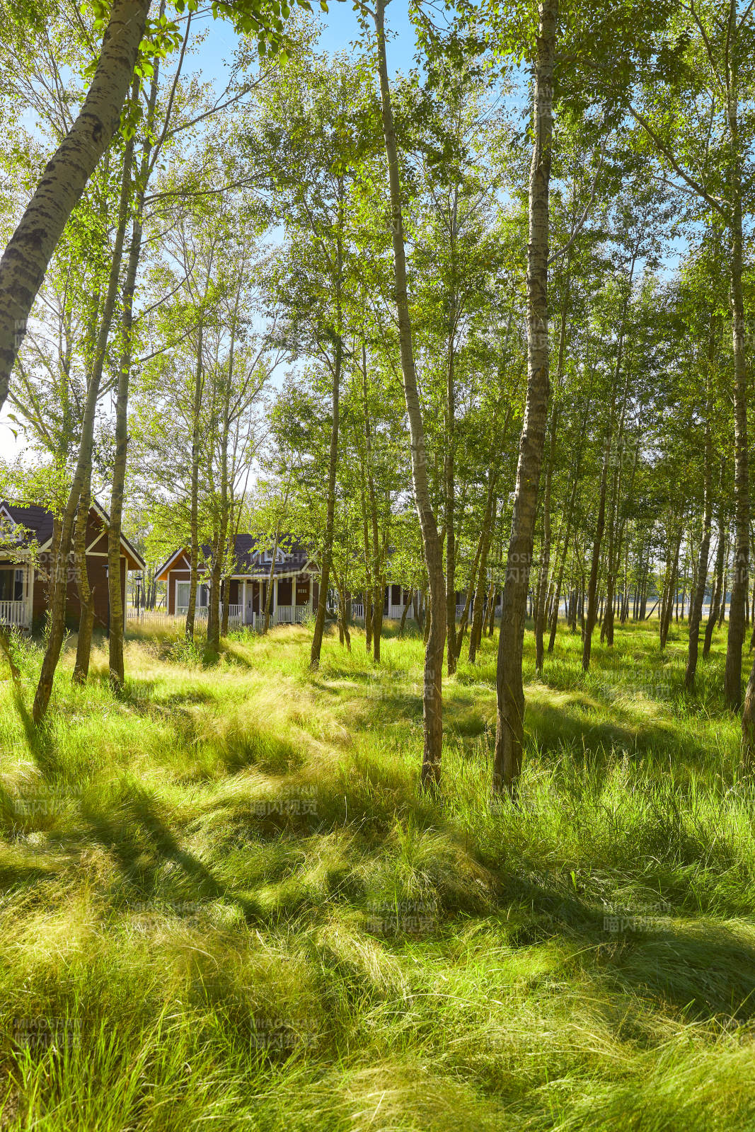 河北沽源库伦淖而旅游度假村别墅区森林草地