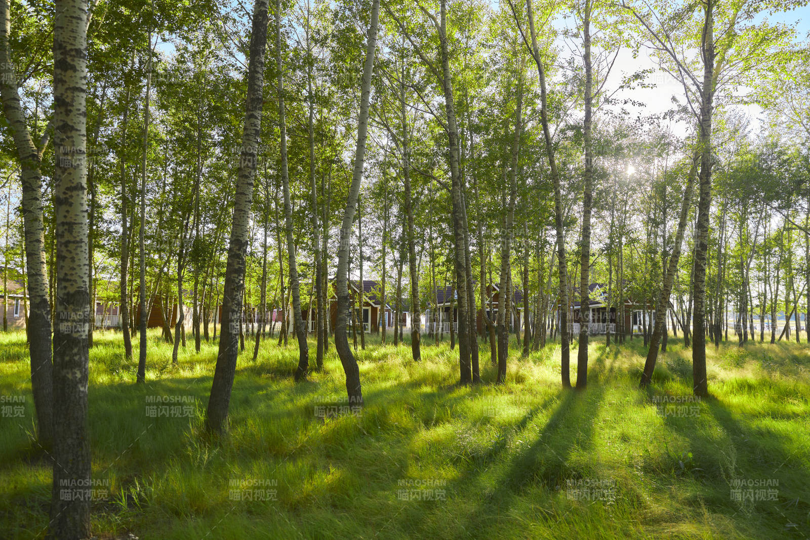 河北沽源库伦淖而旅游度假村别墅区森林草地