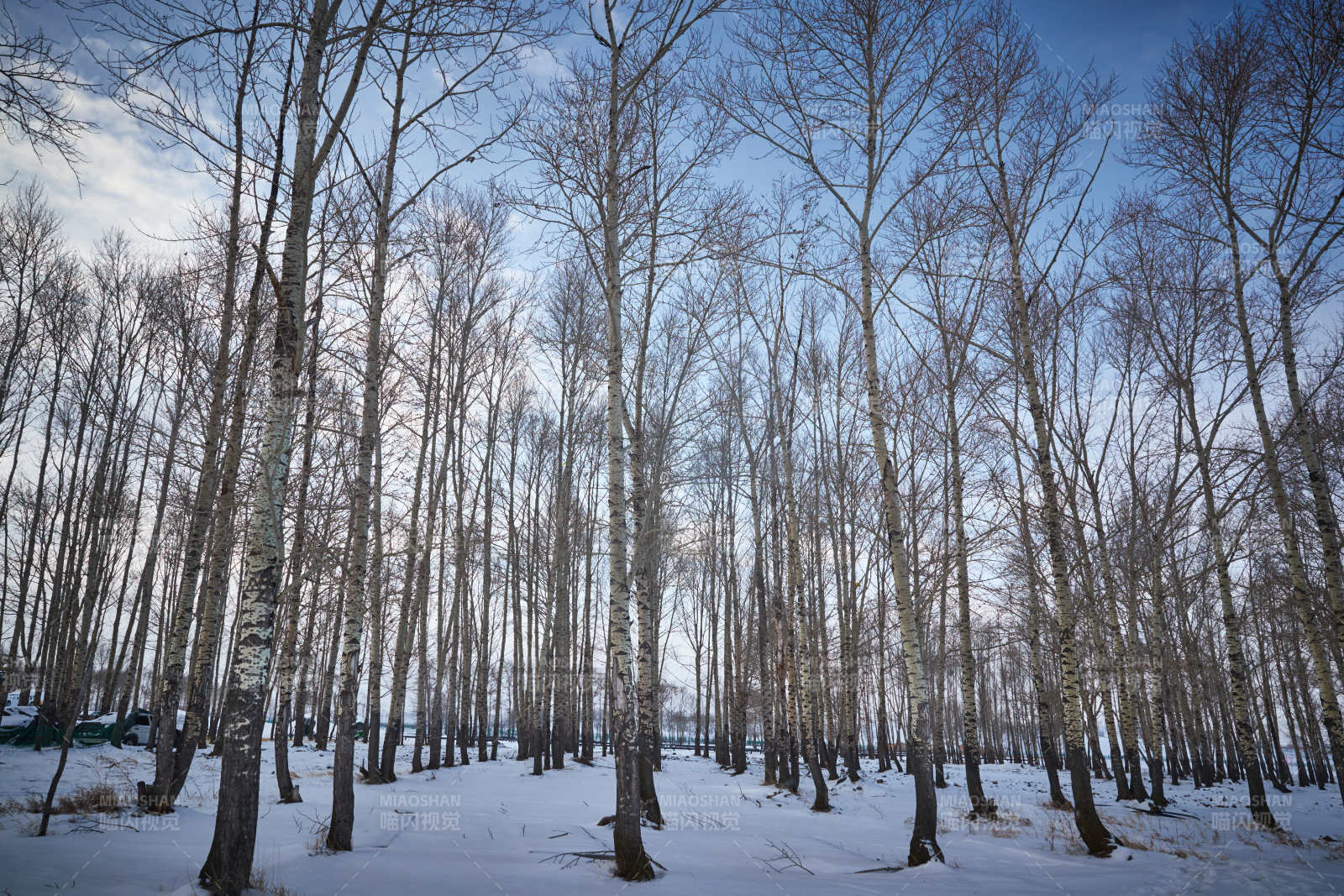冬季森林自然风景
