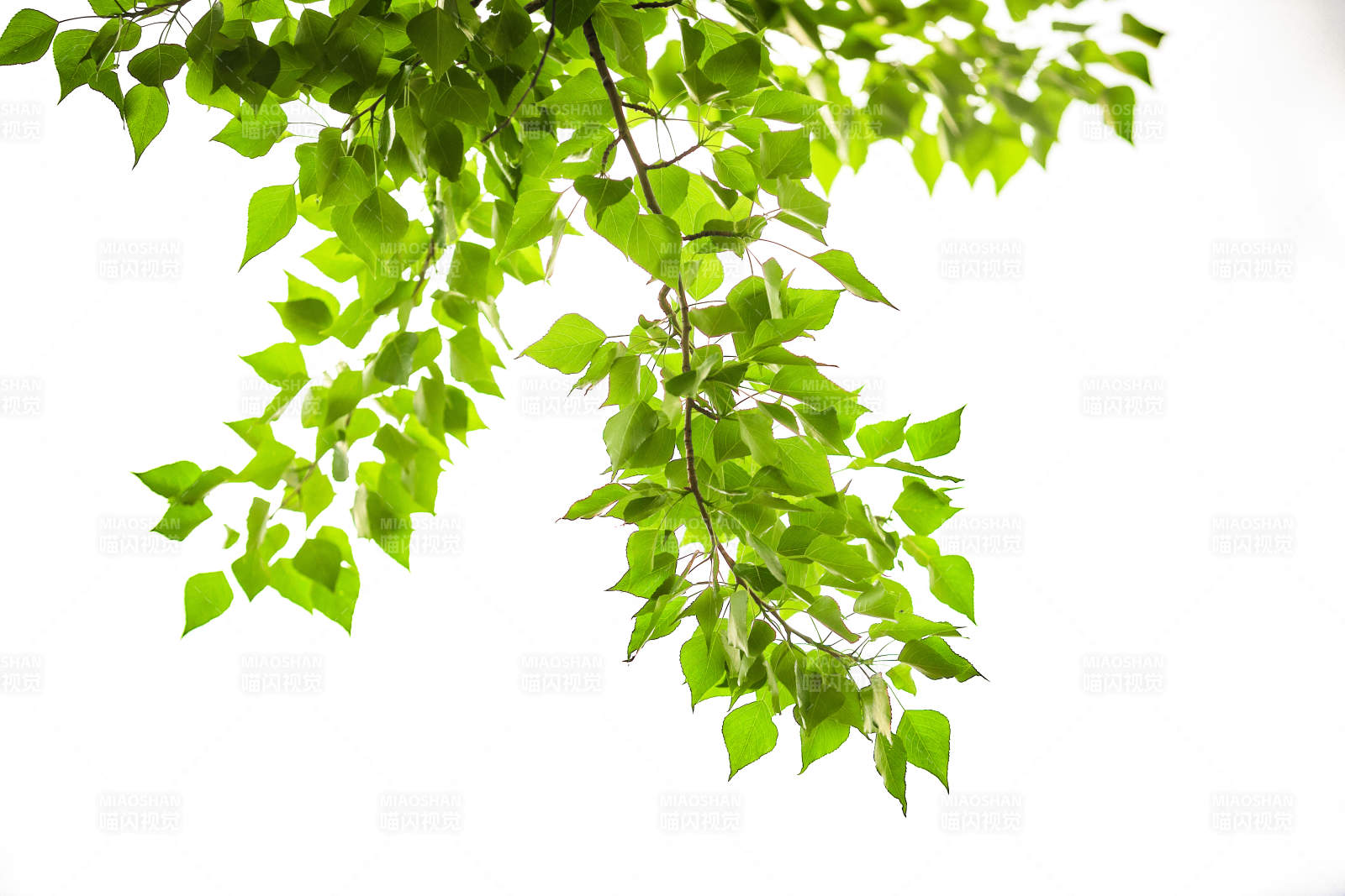 中国河北省张家口市堡子里景区夏天老建筑