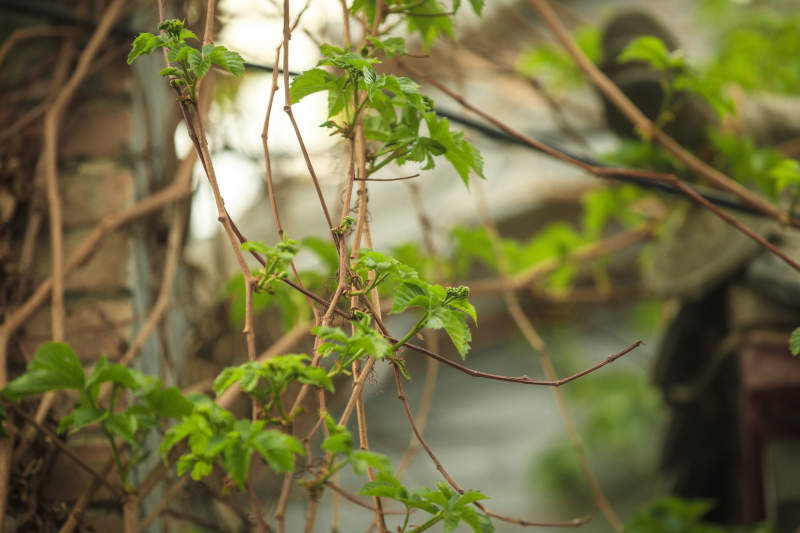 中国河北省张家口市堡子里景区夏天老建筑